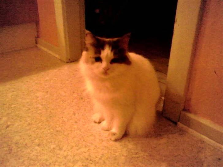 Blanding af racer Pusser billede 4