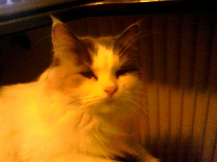 Blanding af racer Pusser billede 5