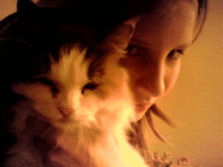 Blanding af racer Pusser billede 6