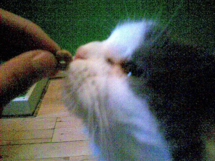 Blanding af racer Pusser billede 7