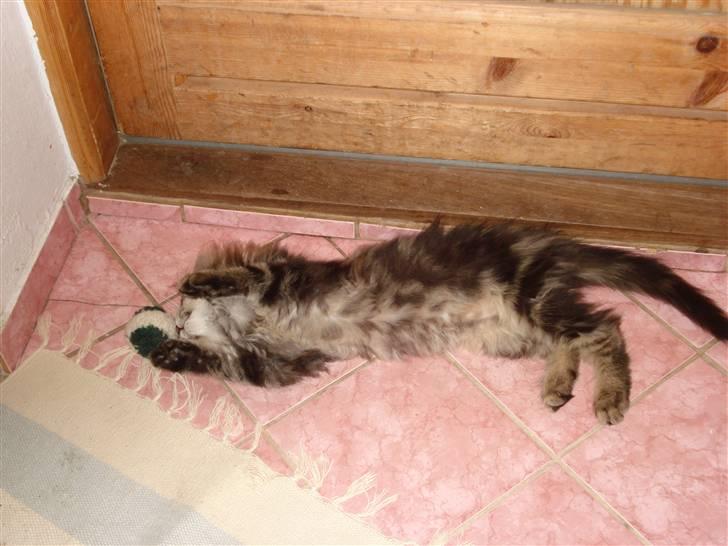 Maine Coon Bart - Igen bart lidt fræk. billede 14