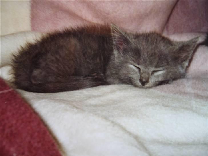 Huskat Cigurt billede 11