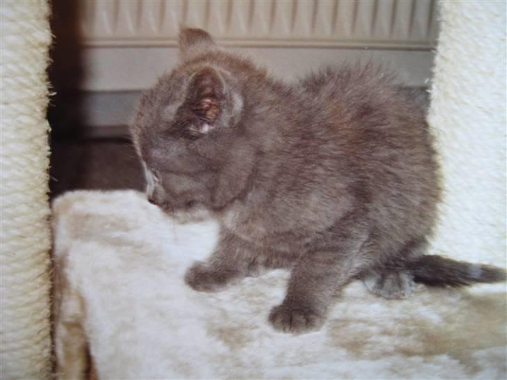 Huskat Cigurt billede 12