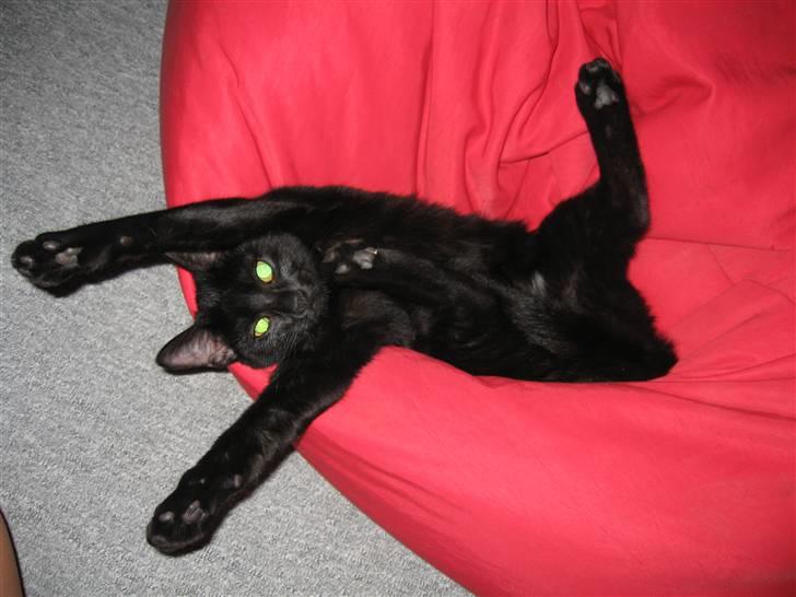 Huskat Tweedy *R.I.P* - jeg flader ud i sækkestolen billede 1