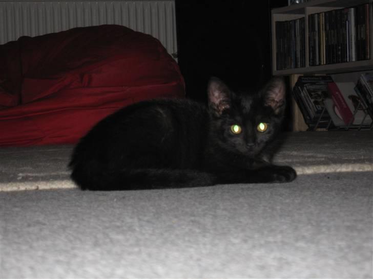 Huskat Tweedy *R.I.P* billede 2