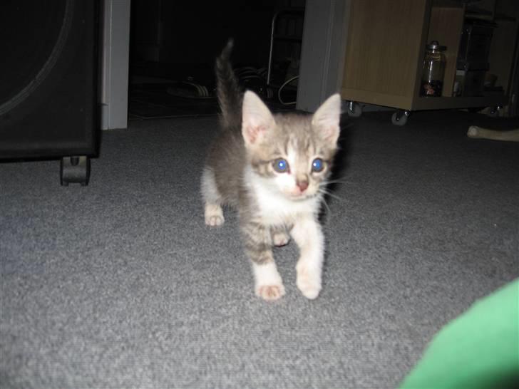 Huskat "Diesel" billede 2