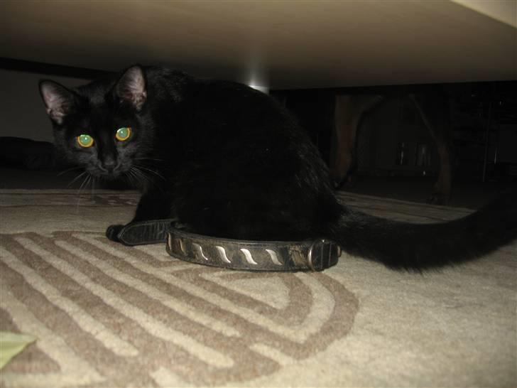 Huskat Tweedy *R.I.P* - Jeg sidder da fint i hundehalsbåndet billede 3