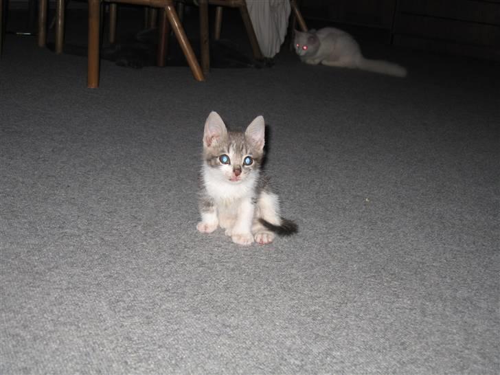 Huskat "Diesel" billede 3