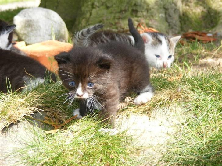 Blanding af racer LM's killinger. døde billede 9