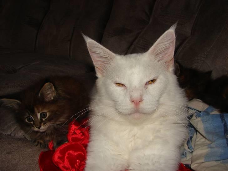 Maine Coon La Grand du Ville White F billede 1