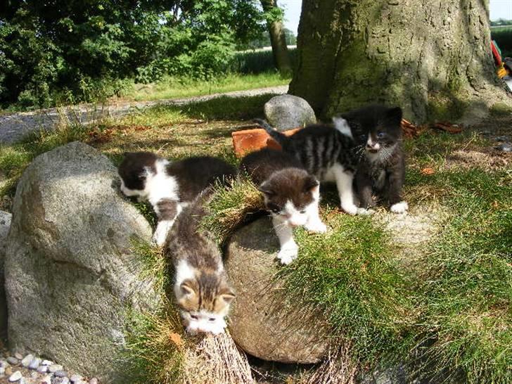 Blanding af racer LM's killinger. døde billede 10