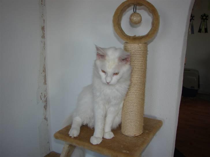 Maine Coon La Grand du Ville White F billede 2