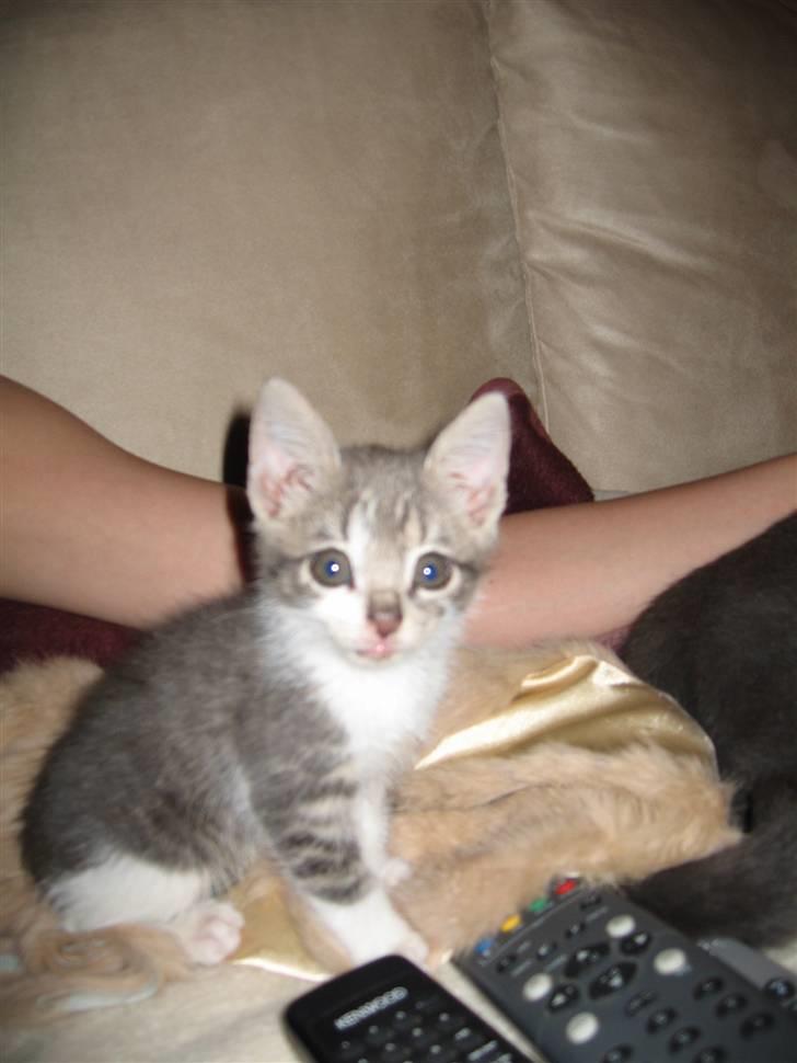 Huskat "Diesel" billede 4