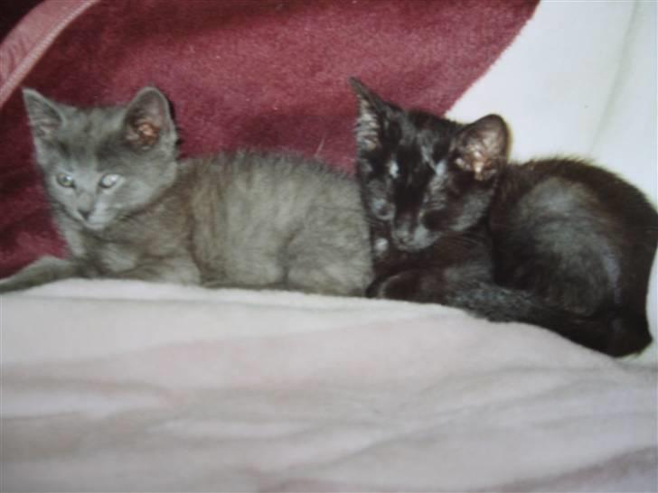 Huskat Tweedy *R.I.P* - mig og min halvbror Cigurt billede 4