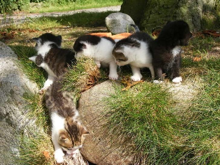 Blanding af racer LM's killinger. døde billede 11