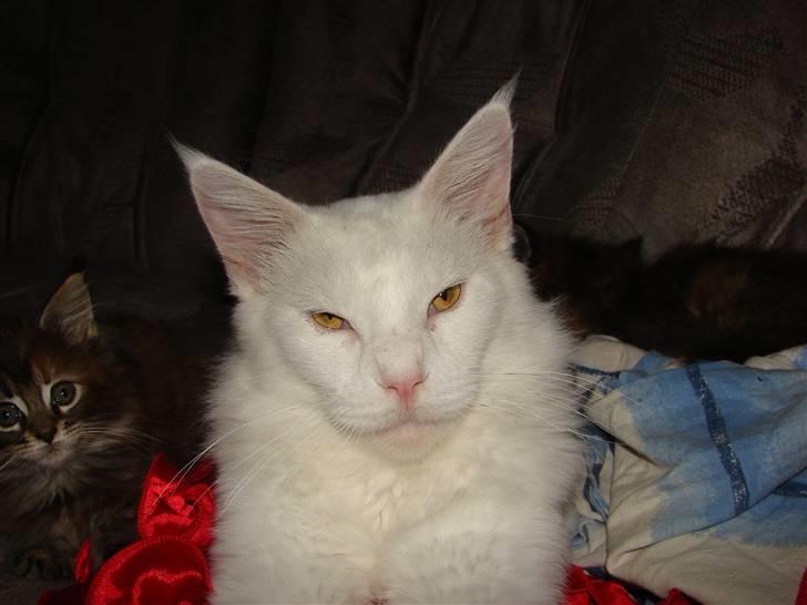 Maine Coon La Grand du Ville White F billede 3