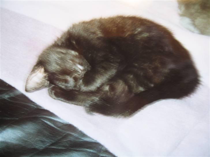 Huskat Tweedy *R.I.P* billede 5