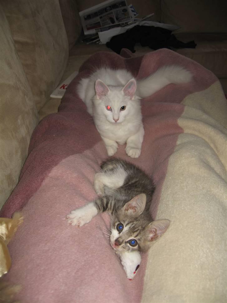 Huskat "Diesel" billede 5