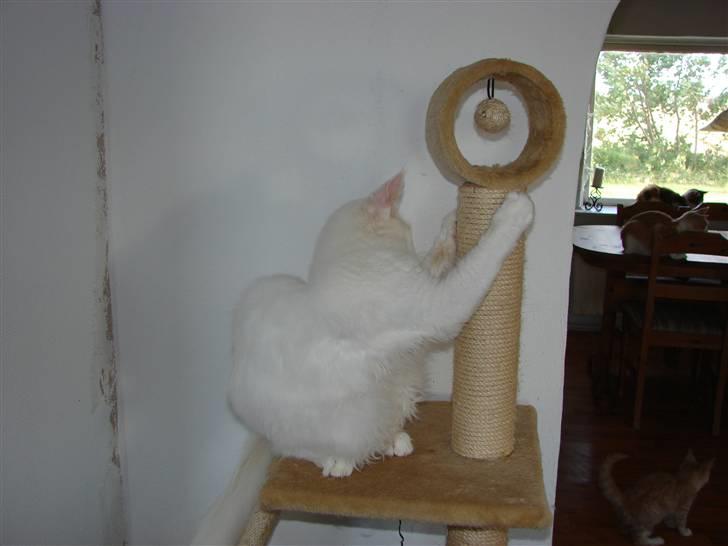 Maine Coon La Grand du Ville White F billede 4