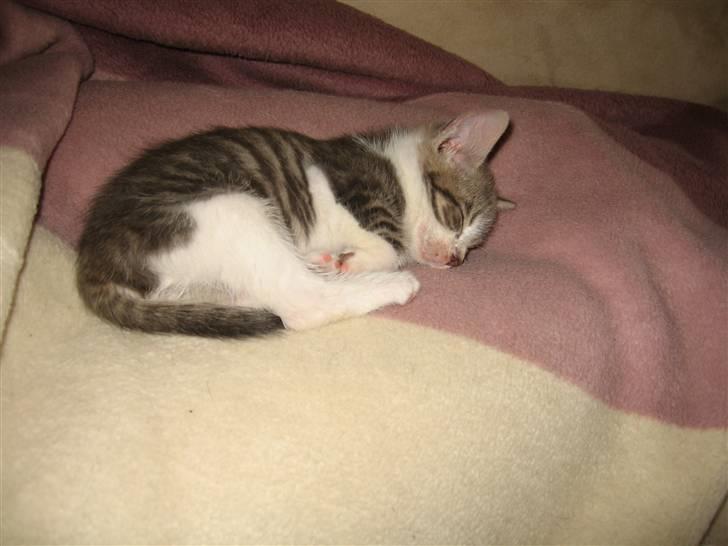 Huskat "Diesel" billede 6