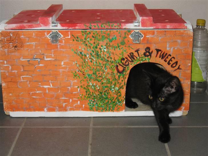 Huskat Tweedy *R.I.P* - mmm. har lige været inde i mit hus og får en bid mad billede 6