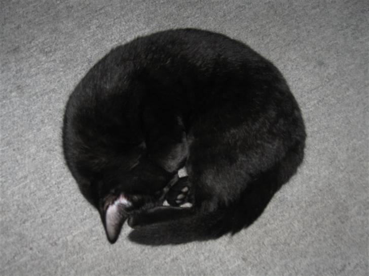 Huskat Tweedy *R.I.P* billede 7