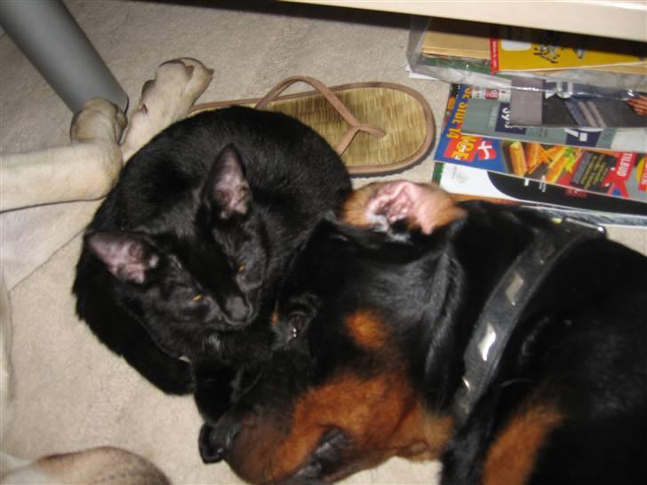 Huskat Tweedy *R.I.P* - Dejligt at Spike passer på mig billede 8