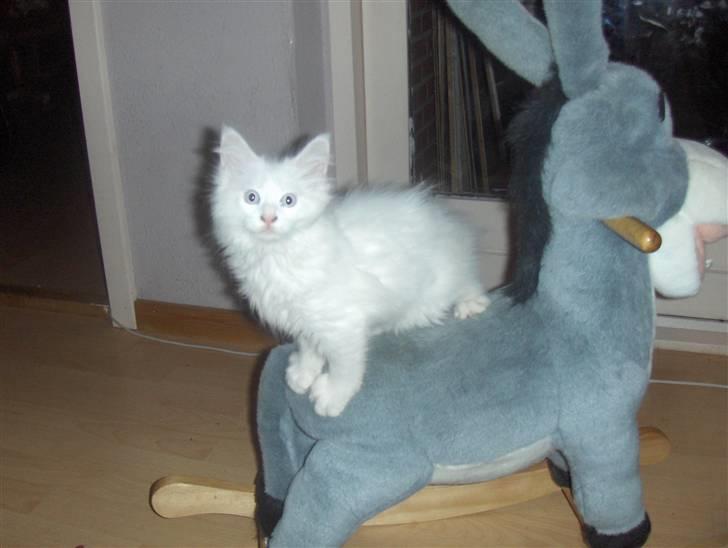 Maine Coon soya billede 5