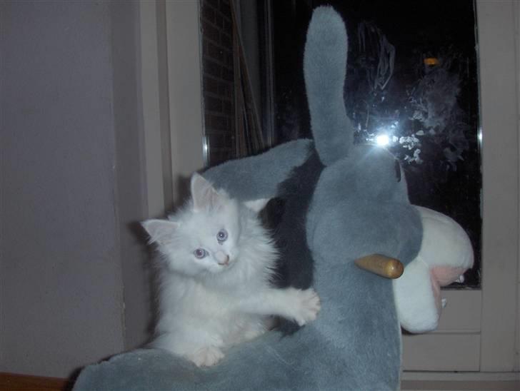 Maine Coon soya billede 6