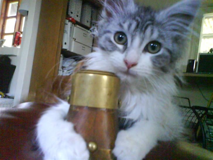 Maine Coon Kila billede 14