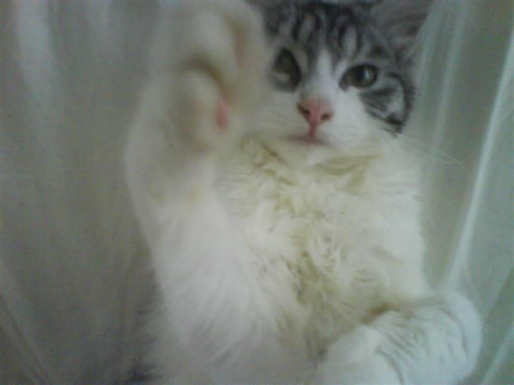 Maine Coon Kila billede 15