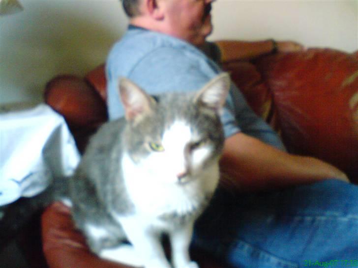 Huskat Mini-Baloo billede 5