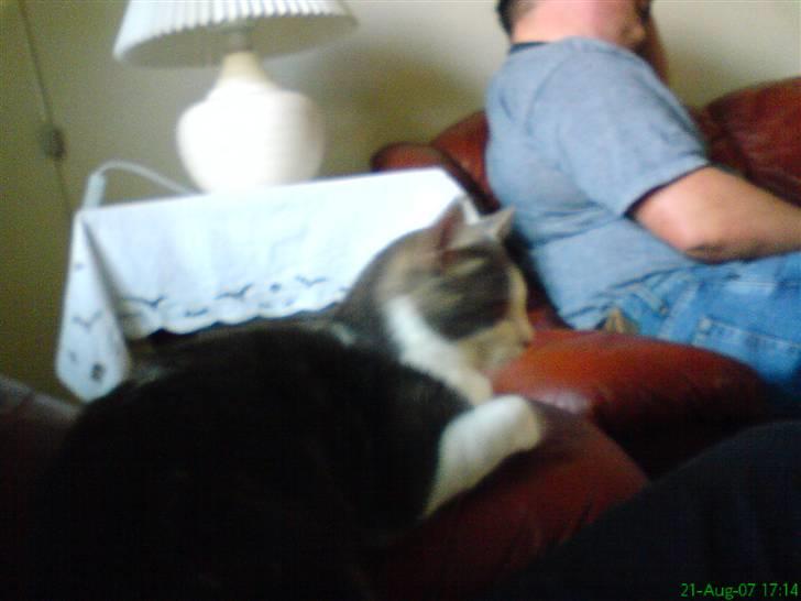 Huskat Mini-Baloo billede 6