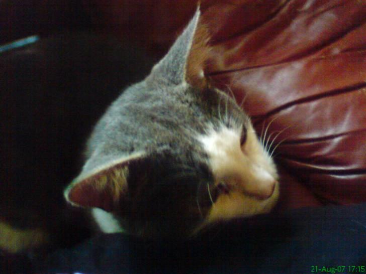 Huskat Mini-Baloo billede 7