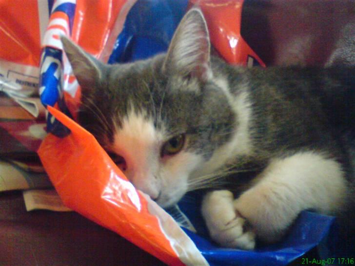 Huskat Mini-Baloo billede 8