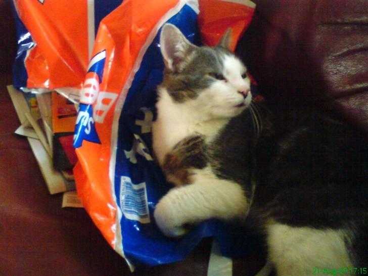 Huskat Mini-Baloo billede 9