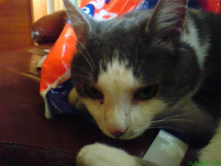 Huskat Mini-Baloo billede 10