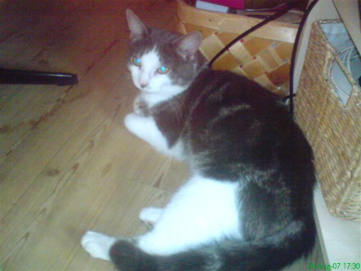 Huskat Mini-Baloo billede 11