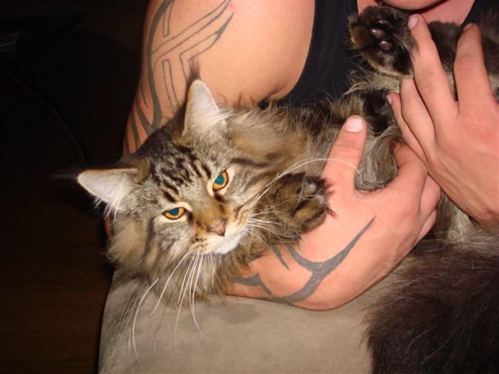 Maine Coon Bart - Hehe.. billede 15