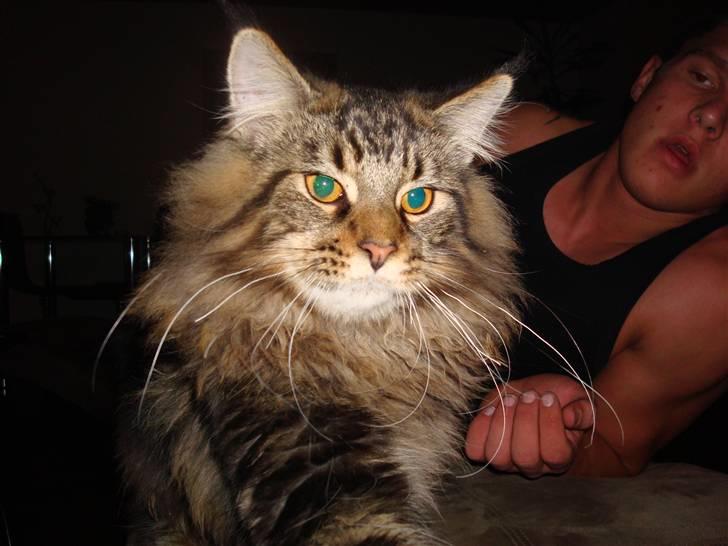 Maine Coon Bart - Bart og min nevø c",) billede 16