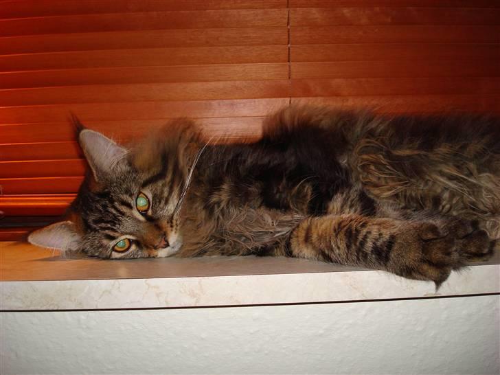 Maine Coon Bart billede 17