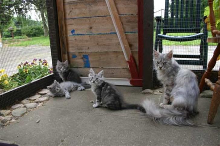 Maine Coon Cosmo - det er mig i midten =) til højre kan i se min Moar - miss U mama =`) billede 5