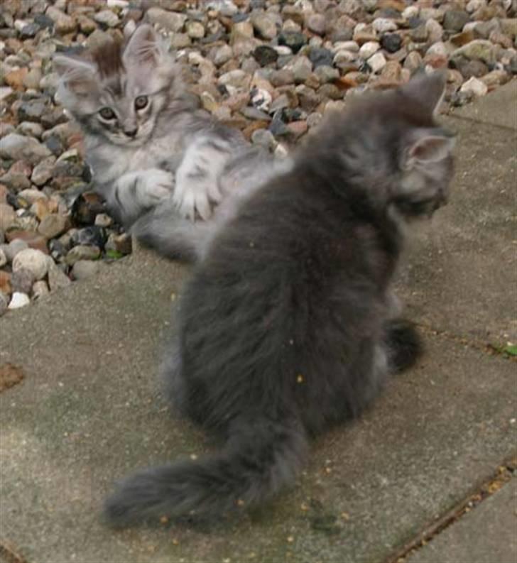 Maine Coon Cosmo - ligger lige og slapper af, se min bror - han er os flot =) billede 6