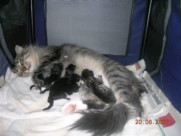 Norsk Skovkat Tantus Merci . R.I.P den 10-4-2013 - Merci har født 4 killing den 20-08-07 hun er supper mor  billede 16
