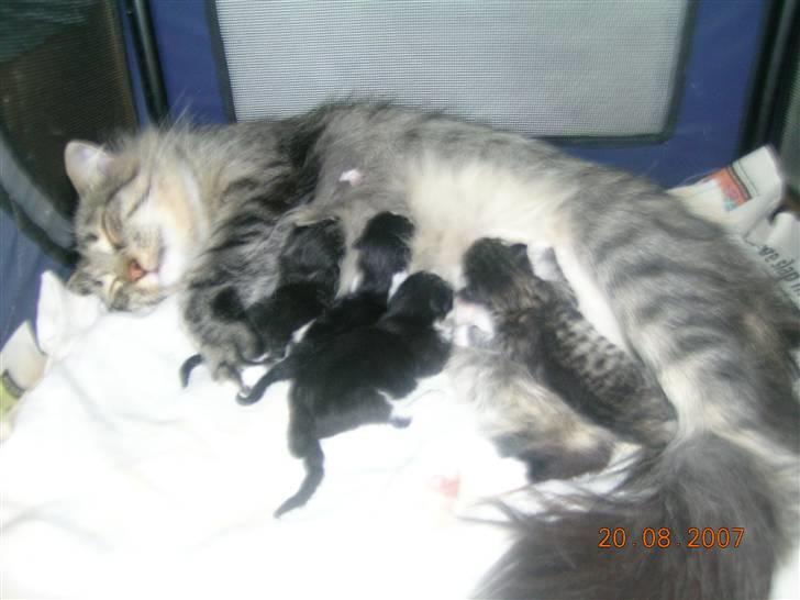 Norsk Skovkat Tantus Merci . R.I.P den 10-4-2013 - Merci har født 4 killing den 20-08-07  2 dreng og 2 piger billede 17