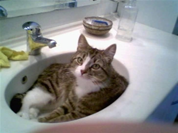 Huskat Æsel - hahah! jeg ligger i hånd vasken......hahah billede 1