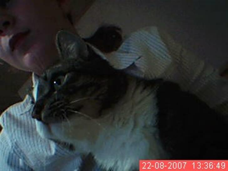 Huskat Æsel - spiller lige computer med cille:-) billede 2