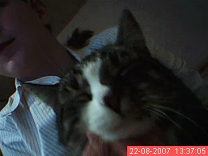 Huskat Æsel - smiil!!!.....................klik.........biltsen blænder...  billede 3