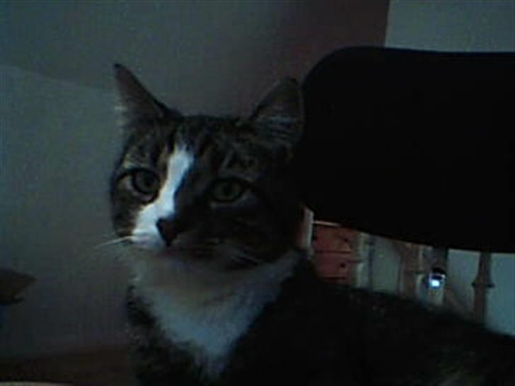 Huskat Æsel - hva´ fan sker der? billede 4