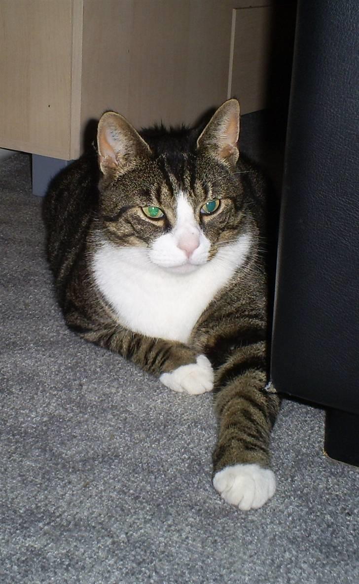 Huskat Batman billede 1